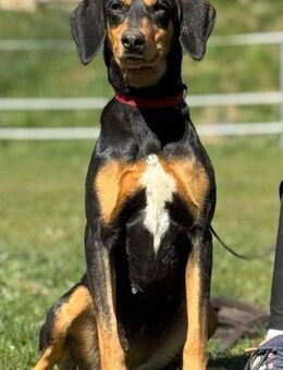 Samira 1,5 Jahre Bracken Mix - Finning