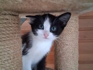 Schwarzweißer junger Kater vom Hof. Felix alive! - Reichshof