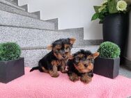 Yorkshire Terrier Babys / Chip - Simbach