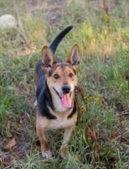 SPARKY - mein Typ? Familienhund - Overath