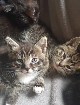Kitten❤Katze❤Kater❤Katzenjunges❤ Katzenbaby❤ suchen ein liebevolles Zuhause - Knüllwald