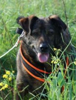 Dea - Rieden (Rheinland-Pfalz)