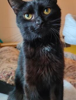 Iwan - Notfall - Einzelkater - Bochum