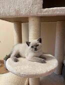 BKH Kitten suchen neues Zuhause in 8583