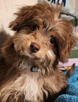 Moca süß wie Schockolade - Morsbach