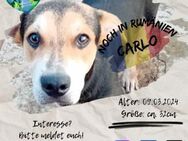 CARLO - ...und Du seid gleich ein Juhuu! - Waakirchen