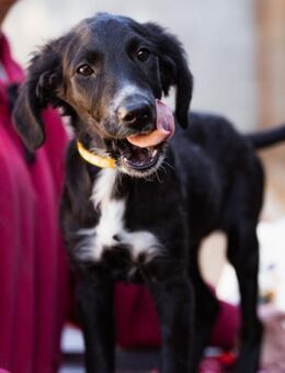 ♥Nelly♥ fröhliches,verspieltes Mädchen - Hamburg