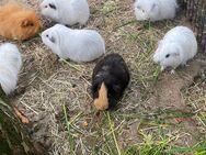 Jung Kaninchen und Meerschweinchen zu verkaufen - Bocholt
