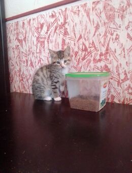 Niedliche kleine Katzenbabys - Friesoythe