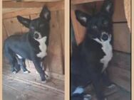 Fröhlicher Benji sucht sein Glück 💕 - Großefehn