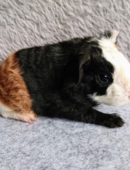 Meerschweinchen Bock Baby männlich US Teddy - Bremerhaven