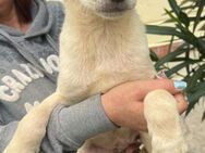 Sean im Tierheim Sulzbach - Bad Vilbel