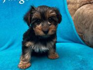 Yorkshire Terrier Welpe - Körner