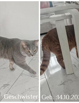 2 Britisch Kurzhaar Kater - Berlin Neukölln