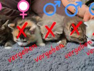 BKH Kitten - Brandis