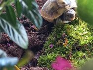 Griechische Landschildkröten THB - Selm