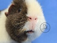 KASTRAT d Meerschweinchen Tajan US-Teddy cremeagouti/creme/weiß - Dortmund