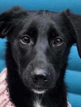 ROSA-ein echter Sonnenschein auf 4Pfoten - Rösrath