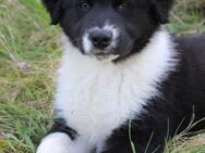 Australian Shepherd Welpe - Eichstätt