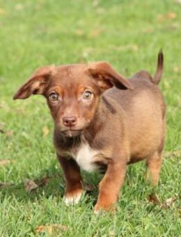 Tinka unsere kleine Prinzessin... - Hagen (Stadt der FernUniversität)