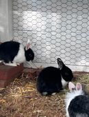 Kaninchen abzugeben in 34414