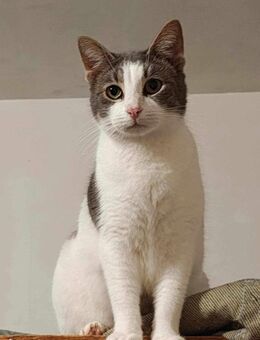 Orfey ist fast erfroren - Augsburg