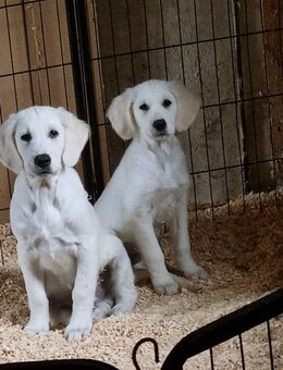 Golden Retriever Rüde und Hündin 16 Wochen alt (Welpen) - Beckum