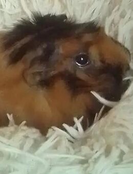 Meerschweinchen gerne auch Paare - Wismar