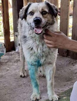 Cisco - dankbar & freundlich - Koblenz