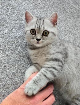 BKH Kitten Abgabebereit - Remscheid