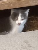 Maincoon-Ragdollmix abgabebereit in 84364