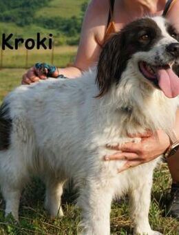 Kroki Ein Blick, der genügt - Kissing