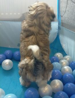 Shih-Tzu Welpen - Lauda-Königshofen