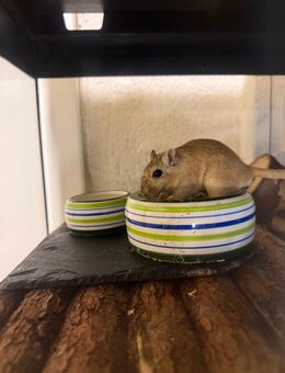 2 Rennmaus Männchen - Gummersbach