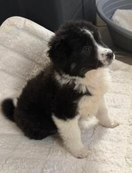 Antra - verspieltes süßes Hundekind - Velbert