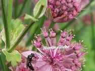 Samen Große Sterndolde, rosa, Aussaat im Herbst, weitere Sorten - Norderstedt