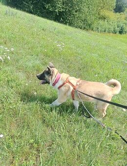 Kinderliebe Akita Hündin - Nordhausen
