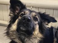 Nadenka❤️sucht Pflege- oder Endstelle - Rott (Inn)