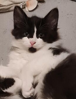 Maine Coon Prinzessin - Bretten