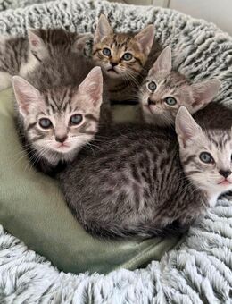 Babykatze/Kitten - Swisttal
