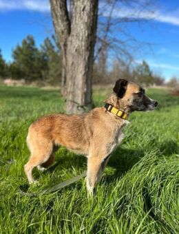 Gina ❤️ sucht ihr Für-immer-Zuhause - Rott (Inn)