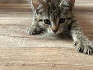 Thai Siam Mix Kitten suchen ihr zu Hause :) - Neumünster