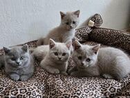 4 reinrassige BKH Kitten Katzen 1 Mädchen und 3 Junge - Hamm