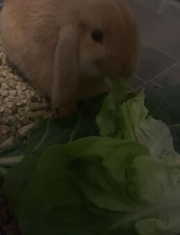 Kaninchen Bock 14 wochen alt - Schüttorf