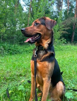Belgischer Schäferhund/Golden Retriever Mix Rüde sucht ein Schönes Zuhause! - Waren (Müritz)