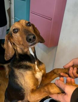 SPIROS - verschmust und anhänglich - Aerzen