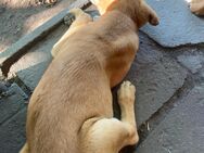 Labrador/Malinois Welpen - Burg (Sachsen-Anhalt)