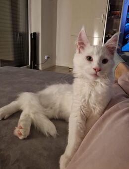 Hübscher verschmuster gesunder maine coon Kater sucht noch einen neuen Kuschel Platz - Nordheim