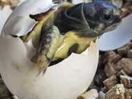 Verkaufe Griechische Landschildkröte (Testudo hermanni hermanni ) Nachzucht 2024 - Bochum