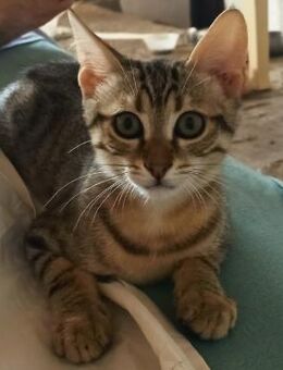 Verspielter Stevie sucht Zuhause - Bergkirchen